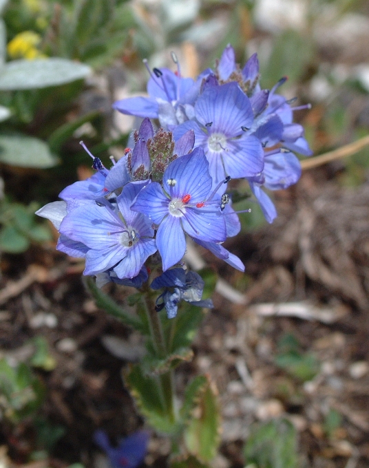 Veronica orsiniana Ten.